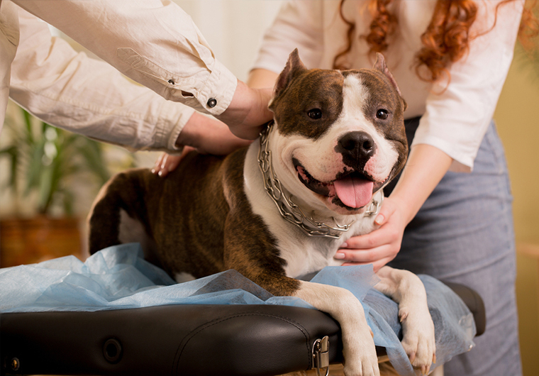 Reiki for Pets